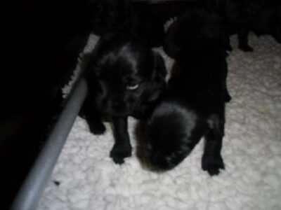 Welpen aus dem O-Wurf vom 18.01.2013 — Antjes Welpen mit 3 und 4 Wochen