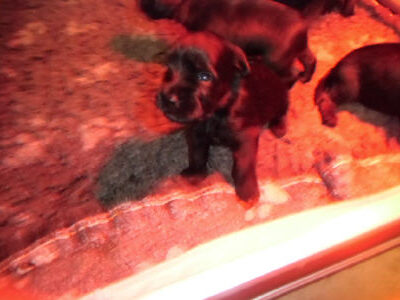 Welpen aus dem O-Wurf vom 18.01.2013 — Antjes Welpen mit 3 und 4 Wochen
